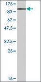 Monoclonal Anti-DDX20 antibody produced in mouse clone 2A12, ascites fluid
