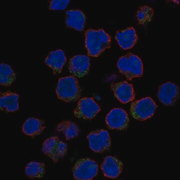 Anti-Cd1E Antibody Produced In Rabbit Prestige Antibodies&#174; Powered by Atlas Antibodies, affinity isolated antibody, buffered aqueous glycerol solution