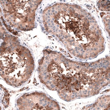 Anti-OSBP2 antibody produced in rabbit Prestige Antibodies&#174; Powered by Atlas Antibodies, affinity isolated antibody, buffered aqueous glycerol solution