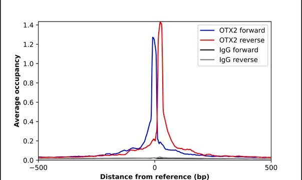 Anti-OTX2 antibody produced in rabbit Prestige Antibodies&#174; Powered by Atlas Antibodies, affinity isolated antibody, buffered aqueous glycerol solution