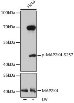 Anti-Phospho-MAP2K4-S257 antibody produced in rabbit
