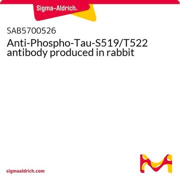 Anti-Phospho-Tau-S519/T522 antibody produced in rabbit