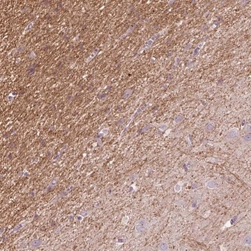 Anti-KCNIP3 antibody produced in rabbit Prestige Antibodies&#174; Powered by Atlas Antibodies, affinity isolated antibody