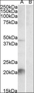 Anti-Klk6 (C-terminal) antibody produced in goat affinity isolated antibody, buffered aqueous solution