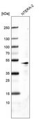 Monoclonal Anti-POU5F1 antibody produced in mouse Prestige Antibodies&#174; Powered by Atlas Antibodies, clone CL7621, purified immunoglobulin, buffered aqueous glycerol solution