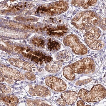 Anti-OCEL1 antibody produced in rabbit Prestige Antibodies&#174; Powered by Atlas Antibodies, affinity isolated antibody, buffered aqueous glycerol solution