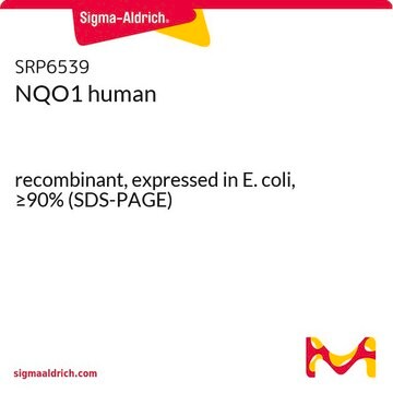 NQO1 human recombinant, expressed in E. coli, &#8805;90% (SDS-PAGE)