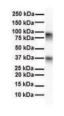 Anti-GABRA5 affinity isolated antibody