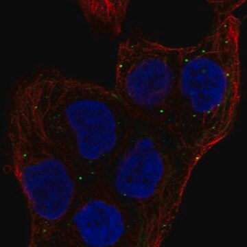 Anti-MEMO1 antibody produced in rabbit Prestige Antibodies&#174; Powered by Atlas Antibodies, affinity isolated antibody