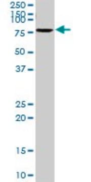 Anti-SLC6A4 antibody produced in rabbit purified immunoglobulin, buffered aqueous solution