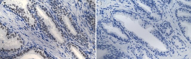 Anti-BRG1/SMARCA4 Antibody, clone 20C3.2 ZooMAb&#174; Mouse Monoclonal recombinant, expressed in HEK 293 cells