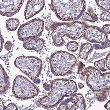 Anti-TENM3 antibody produced in rabbit Prestige Antibodies&#174; Powered by Atlas Antibodies, affinity isolated antibody, buffered aqueous glycerol solution