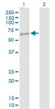 Anti-NKD1 antibody produced in rabbit purified immunoglobulin, buffered aqueous solution