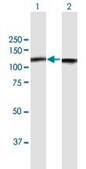 Anti-NCL antibody produced in mouse purified immunoglobulin, buffered aqueous solution