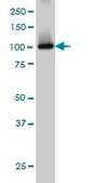 Monoclonal Anti-PDE2A antibody produced in mouse clone 4F4, purified immunoglobulin, buffered aqueous solution