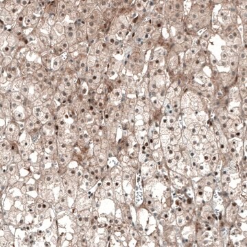 Monoclonal Anti-NR5A1 antibody produced in mouse Prestige Antibodies&#174; Powered by Atlas Antibodies, clone CL9101, purified immunoglobulin, buffered aqueous glycerol solution