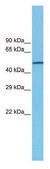 Anti-CHRNA7 IgG fraction of antiserum