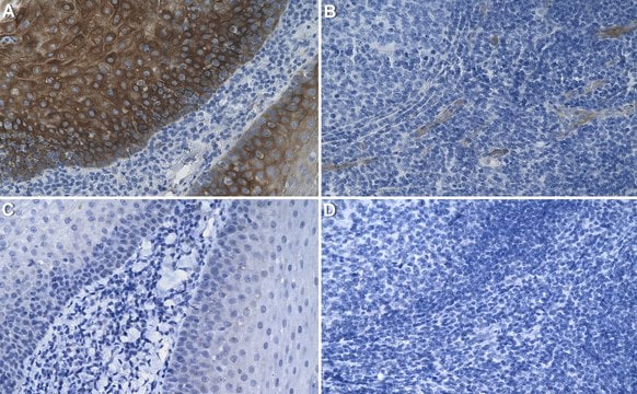 Anti-Histamine Receptor 4 Antibody, clone 1E18 ZooMAb&#174; Rabbit Monoclonal recombinant, expressed in HEK 293 cells