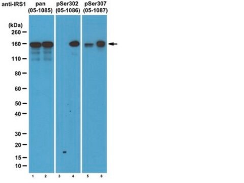 Anti-phospho-IRS1 (Ser302 mouse/ Ser307 human) Antibody, clone 8.1.2 clone 8.1.2, from mouse