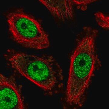 Anti-NFYC antibody produced in rabbit Prestige Antibodies&#174; Powered by Atlas Antibodies, affinity isolated antibody