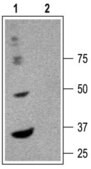 Anti-GABAA Receptor (&#945;6 subunit) antibody produced in rabbit affinity isolated antibody, lyophilized powder