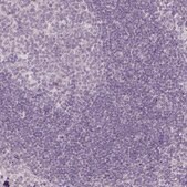 Anti-ANO2 antibody produced in rabbit Prestige Antibodies&#174; Powered by Atlas Antibodies, affinity isolated antibody