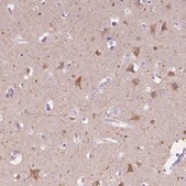 Anti-CHRM1 antibody produced in rabbit Prestige Antibodies&#174; Powered by Atlas Antibodies, affinity isolated antibody, buffered aqueous glycerol solution