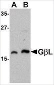 Anti-GBL antibody produced in rabbit affinity isolated antibody, buffered aqueous solution