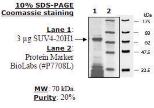 SUV4-20H1 human recombinant, expressed in E. coli, &#8805;20% (SDS-PAGE)