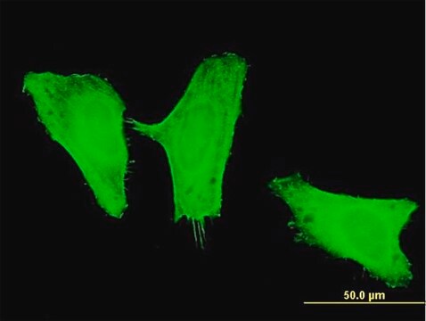 Monoclonal Anti-PIK3CG antibody produced in mouse clone 2G3, purified immunoglobulin, buffered aqueous solution