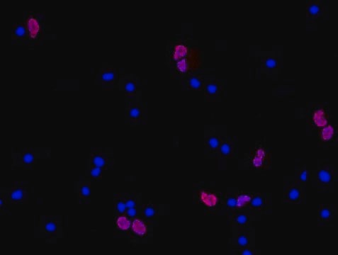 Anti-NeuN Antibody, clone A60, Cy3 Conjugate clone A60, from mouse, CY3 conjugate