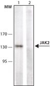 Anti-JAK2 antibody, Mouse monoclonal clone 10.1.5, purified from hybridoma cell culture