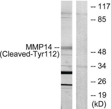 Anti-MMP14 (Cleaved-Tyr112) antibody produced in rabbit affinity isolated antibody