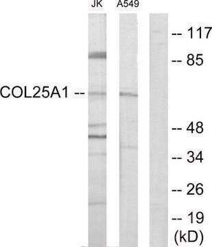 Anti-Collagen XXV &#945;1 antibody produced in rabbit affinity isolated antibody