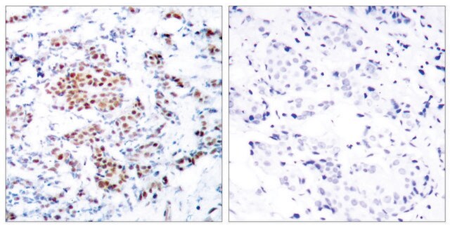 Anti-STAT5A, C-Terminal antibody produced in rabbit affinity isolated antibody