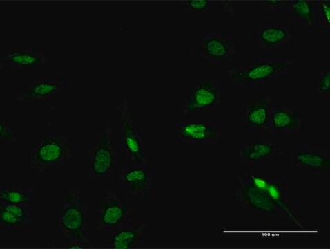 Anti-RFX2 antibody produced in mouse purified immunoglobulin, buffered aqueous solution