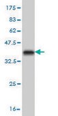 Monoclonal Anti-NANOG antibody produced in mouse clone 2E11, purified immunoglobulin, buffered aqueous solution