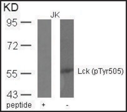 Anti-phospho-LCK (pTyr505) antibody produced in rabbit affinity isolated antibody