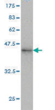 Monoclonal Anti-RNF190 antibody produced in mouse clone 5E10, purified immunoglobulin, buffered aqueous solution