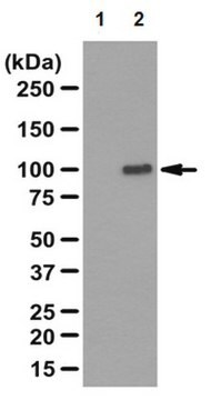 Anti-RIG-I, CT Antibody from rabbit, purified by affinity chromatography