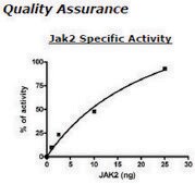 Jak2 Jh1 Active human recombinant, expressed in baculovirus infected insect cells, &#8805;80% (SDS-PAGE)