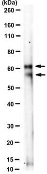 Anti-TOX Antibody, clone NAN448B