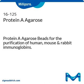 Protein A Agarose Protein A Agarose Beads for the purification of human, mouse &amp; rabbit immunoglobins.