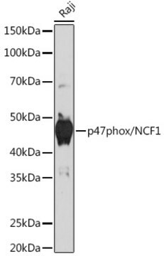 Anti-p47phox/NCF1 Antibody, clone 8J2F6, Rabbit Monoclonal