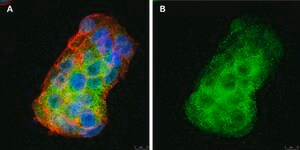 Anti-BMP-2 Antibody, clone 4O5 ZooMAb&#174; Rabbit Monoclonal recombinant, expressed in HEK 293 cells