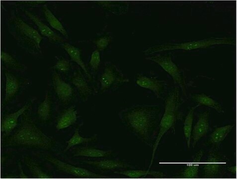 Monoclonal Anti-EIF4G2 antibody produced in mouse clone 3E4, purified immunoglobulin, buffered aqueous solution