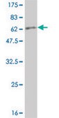 Monoclonal Anti-SERPINA6, (C-terminal) antibody produced in mouse clone 1F11, purified immunoglobulin, buffered aqueous solution