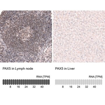 Monoclonal Anti-Pax5 Antibody Produced In Mouse Prestige Antibodies&#174; Powered by Atlas Antibodies, clone CL14550, affinity isolated antibody, buffered aqueous glycerol solution