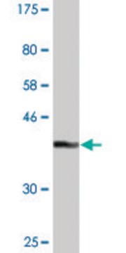 Monoclonal Anti-GLRX2 antibody produced in mouse clone 3E9, purified immunoglobulin, buffered aqueous solution