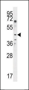 ANTI-GAL3ST2 (C-TERM) antibody produced in rabbit IgG fraction of antiserum, buffered aqueous solution